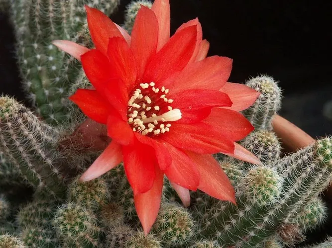 斑入り 白檀 ビャクダン サボテン 3 ビャクダン | Echinopsis