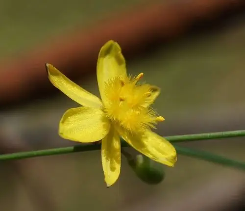 Yellow rush-lily