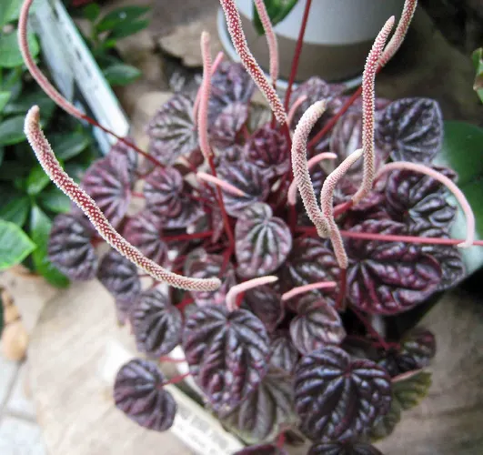chia plant image Chia – 250 Seeds main image 1