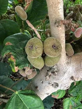 オオバイチジクの判定方法 (Ficus auriculata) オオバイチジクの判定方法 (Ficus auriculata)