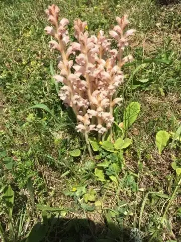 Заразиха (orobanche. Заразиха растение. Заразиха бледноцветковая. Заразиха (волчок). Заразиха пурпурная.