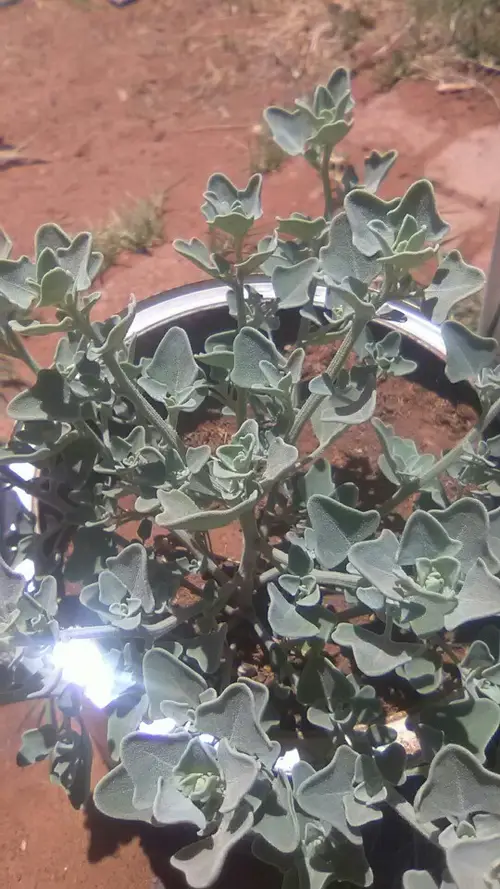 Chenopodium incanum