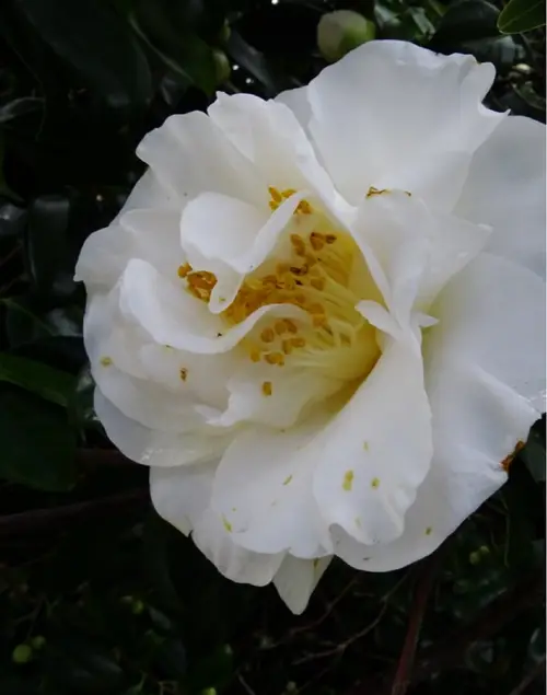 Japanese camellia 'Silver Anniversary'