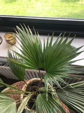 耐寒性ヤシ 2種 6本 ブラヘア ミキナシサバル 耐寒性ヤシ 2種 6本 耐寒性ヤシ 2種 6本 ブラヘア ミキナシサバル 耐寒性ヤシ 2種 6本