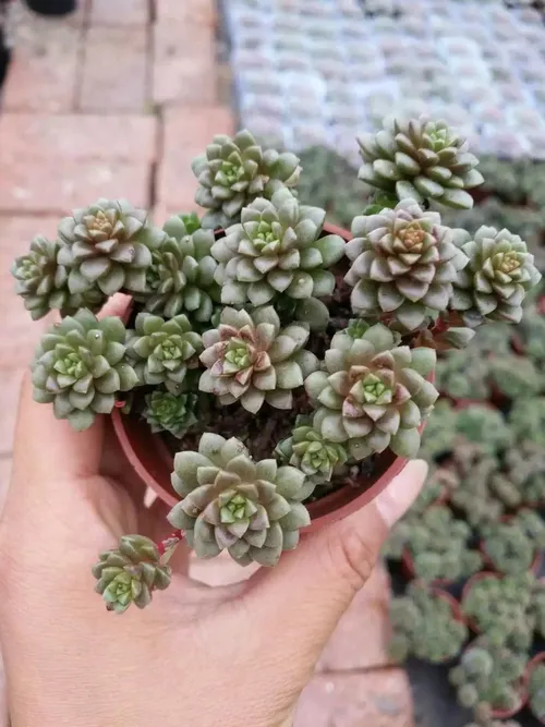 Little Gem (×Cremnosedum 'Little Gem') - PictureThis