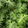 kirschlorbeer 120 cm preis Kirschlorbeer prunus novita 100-120 cm