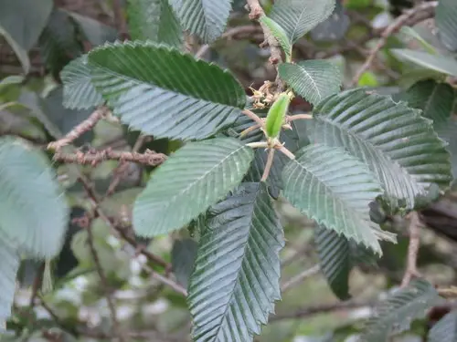 Cercocarpus macrophyllus