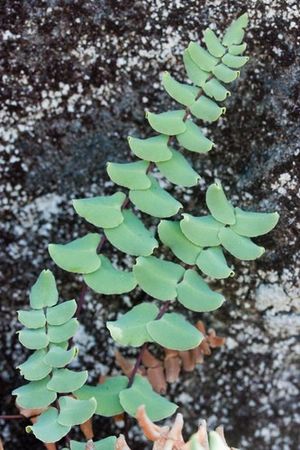 Pellae Cómo cultivar y cuidar una Pellaea bridgesii