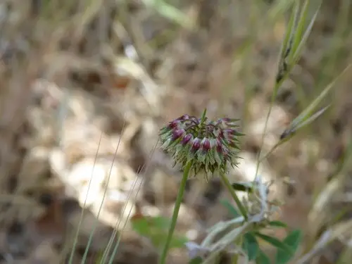 Foothill clover