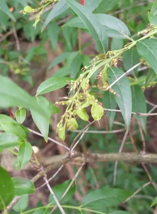 Fontanesia à feuilles de filaria