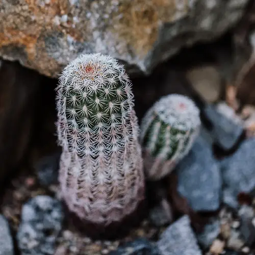 Cactus Arcobaleno