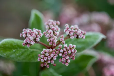 How to Grow and Care for Laurustinus 'Gwenllian'