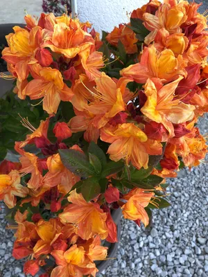 How to Grow and Care for Azaleas 'Glowing Embers'