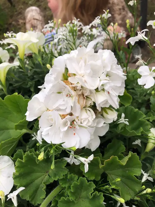 Pelargoniums 'Americana White'