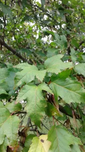 カラコギカエデ（鹿子木楓）の判定方法 (Acer tataricum subsp. ginnala)