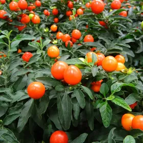 タマサンゴ(玉珊瑚)の判定方法 (Solanum pseudocapsicum) タマサンゴ(玉珊瑚)の判定方法 (Solanum pseudocapsicum)
