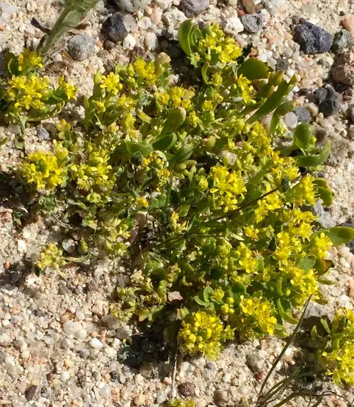 Yellow pepperweed