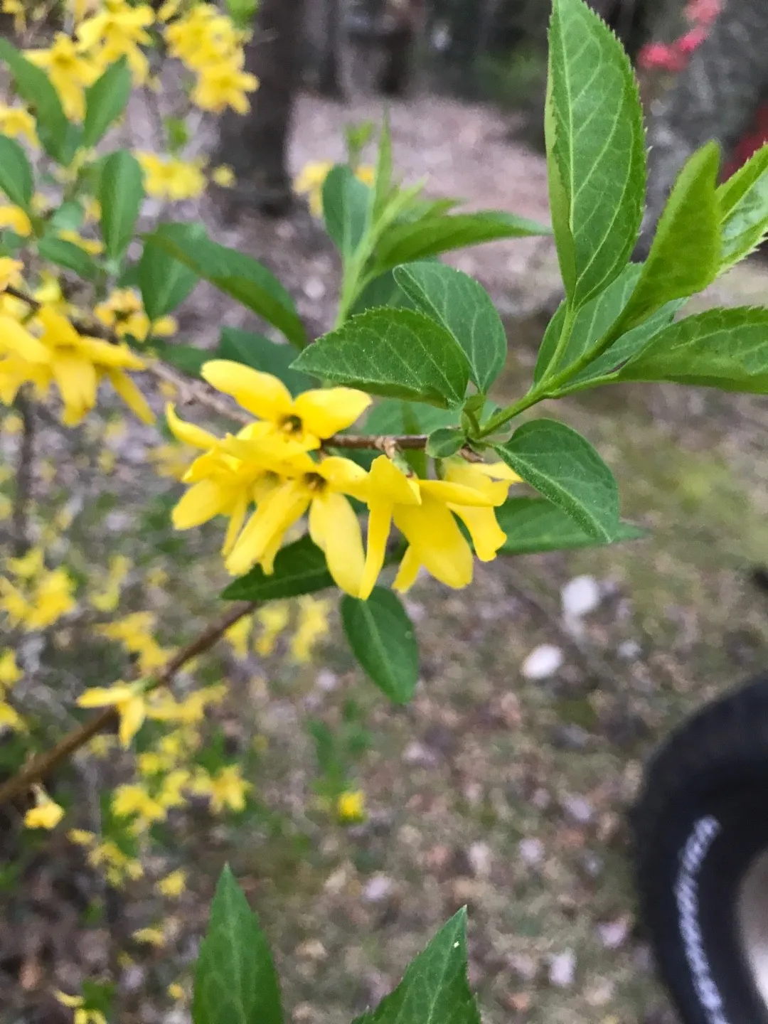 れんぎょ レンギョウ | Forsythia suspensa | かぎけん花図鑑