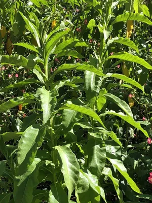 1 pound of tobacco price Golden Harvest Pipe Tobacco 1 lb