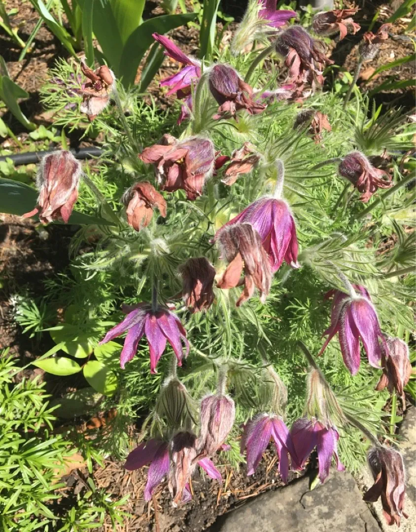 セイヨウオキナグサ（西洋翁草）の判定方法 (Pulsatilla vulgaris)