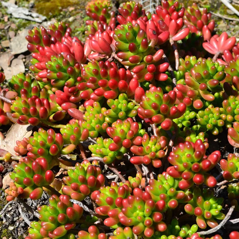 Is the Jelly bean plant Safe for Pets?