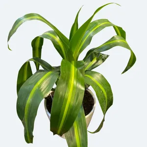 How to Grow and Care for Hawaiian sunshine dracaena