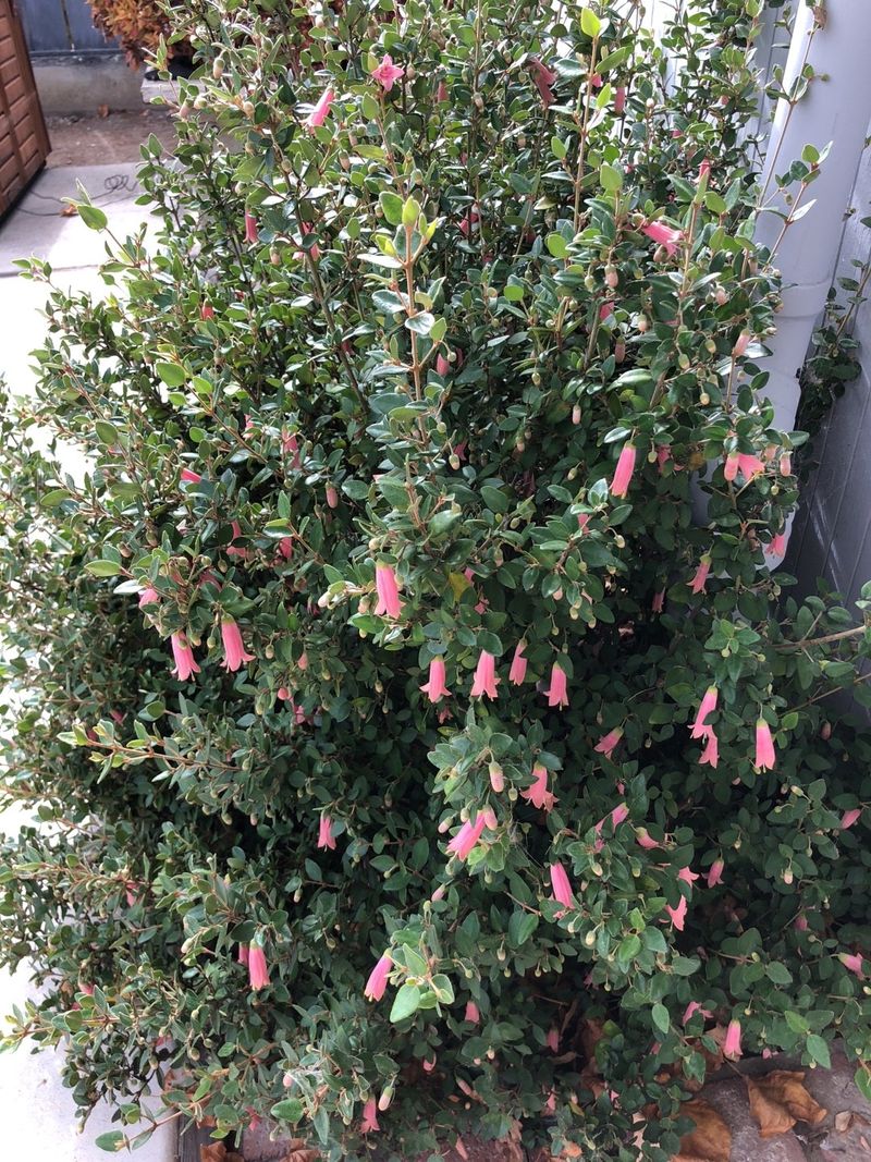 The Language and Meaning of Native Fuchsia: A Symbol of Resilience and ...