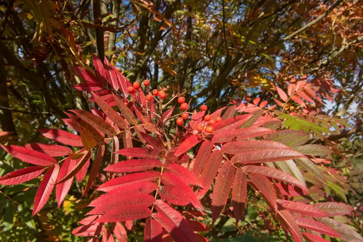 Sorbus ulleungensis 'Olympic Flame'