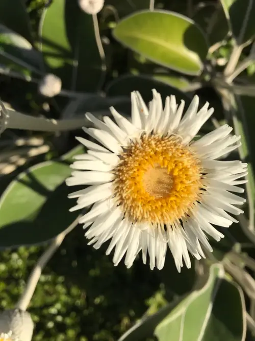 One-flower fleabane