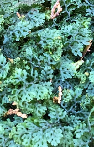 コウヤコケシノブ (Hymenophyllum barbatum) - PictureThis