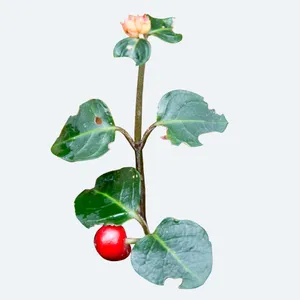 How to Transplant Partridge berry? (Ideal time, Methods, and Post Care)
