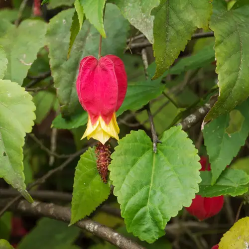Bunga Lampion Merah
