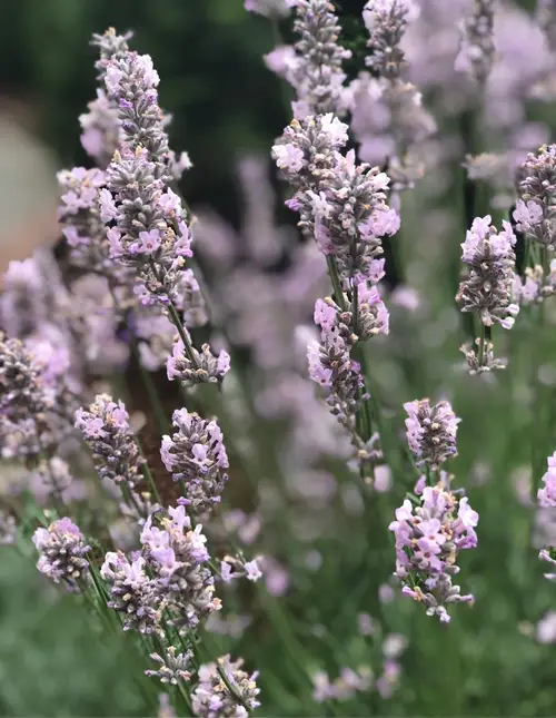 English lavender 'Little Lottie'