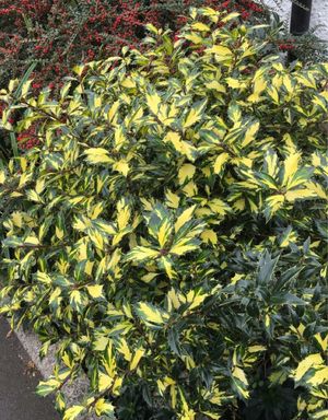 セイヨウヒイラギ（西洋柊） 'Myrtifolia Aurea Maculata' (Ilex