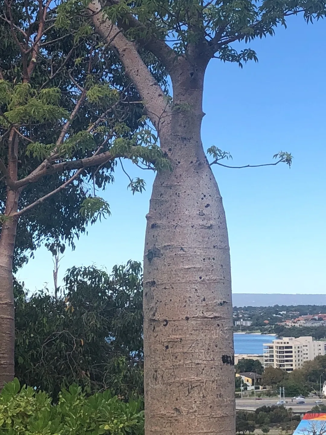その他観葉植物 BOTTLE Tree その他観葉植物 BOTTLE Tree 71Ph-r5AorS._AC_UF350,