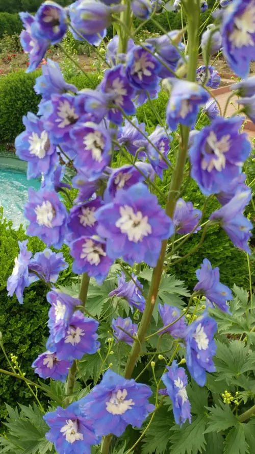 Candle larkspur 'Lord Butler'
