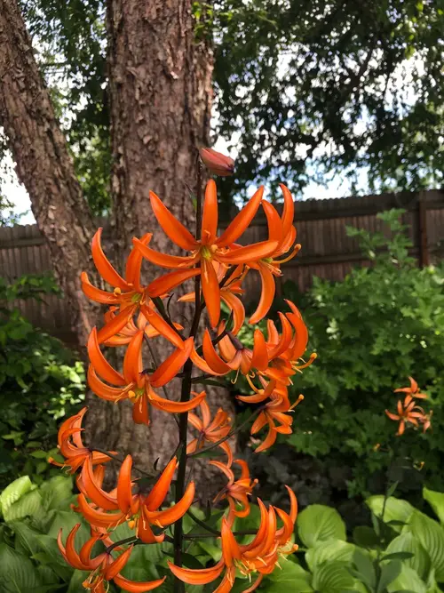 Lilium martagon 'Orange Marmalade'