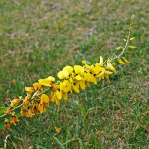 Snowy Rattlebox Showy rattlebox - Crotalaria spectabilis (Taxonomy, Characteristics ...