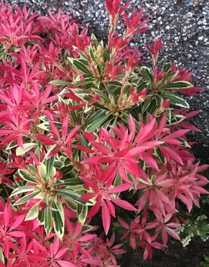 アセビ 'Flaming Silver'の育て方・栽培方法