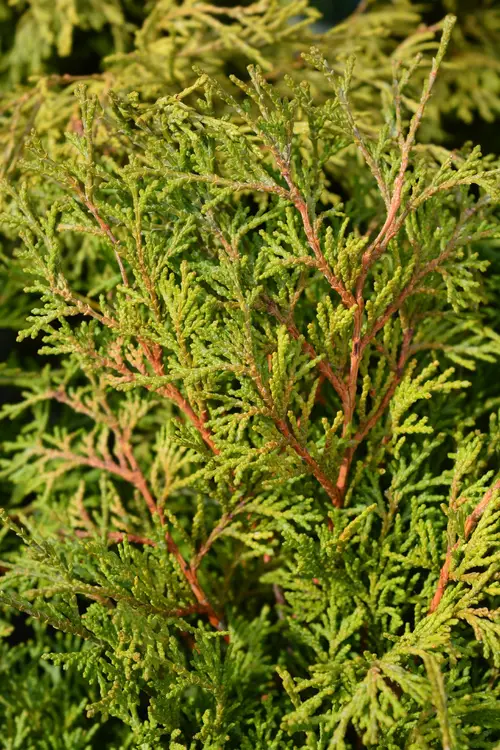 Hinoki cypress 'Pygmaea'