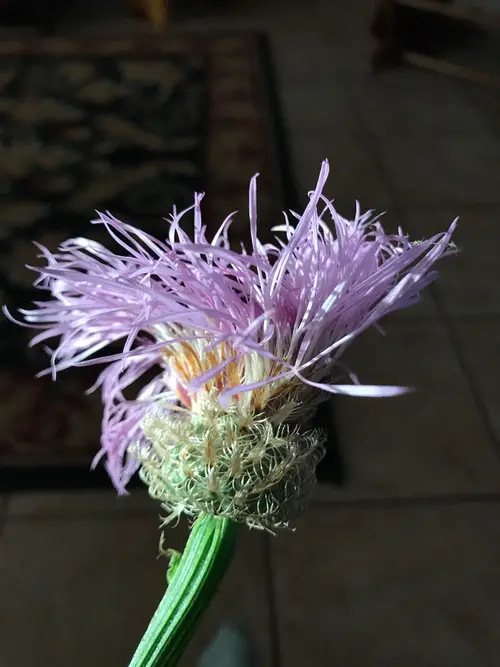 American basket-flower