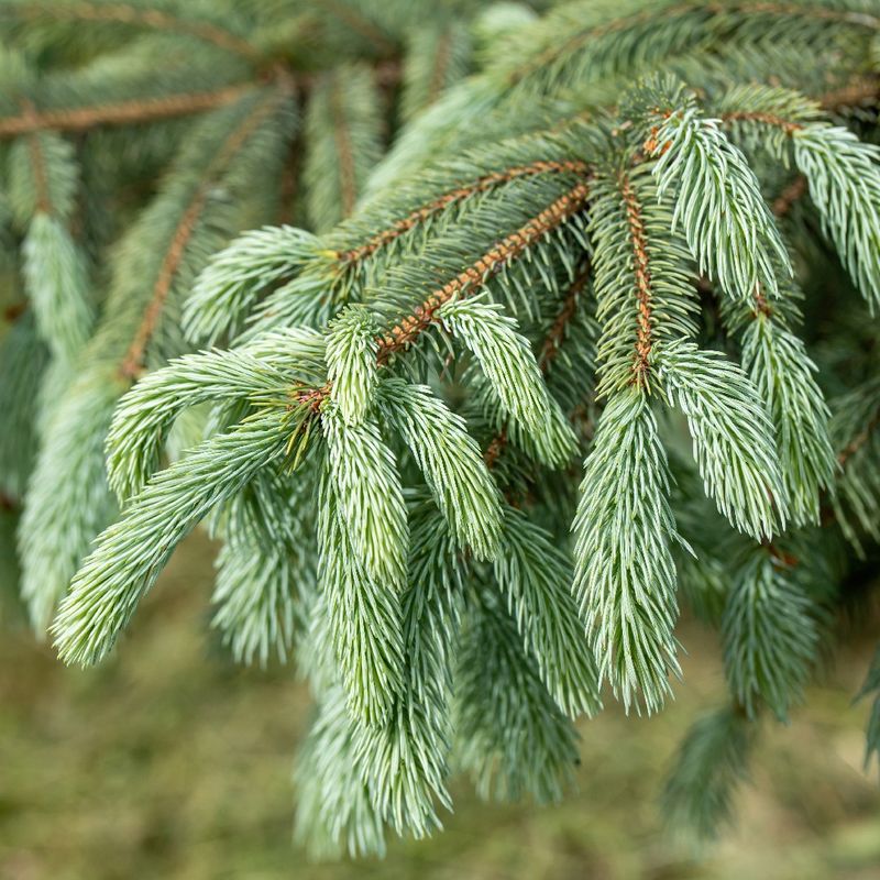 What Are Common Problems with Engelmann spruce?