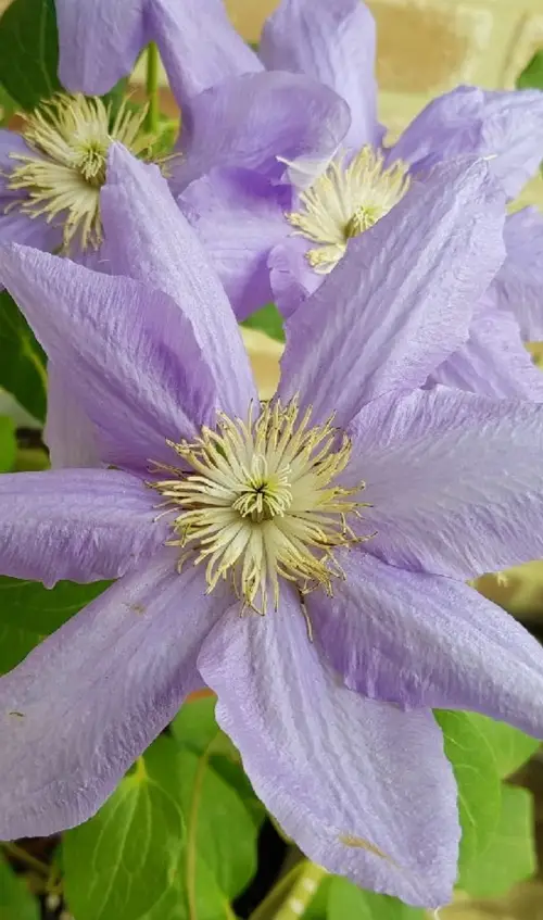 Clematis 'Cezanne'
