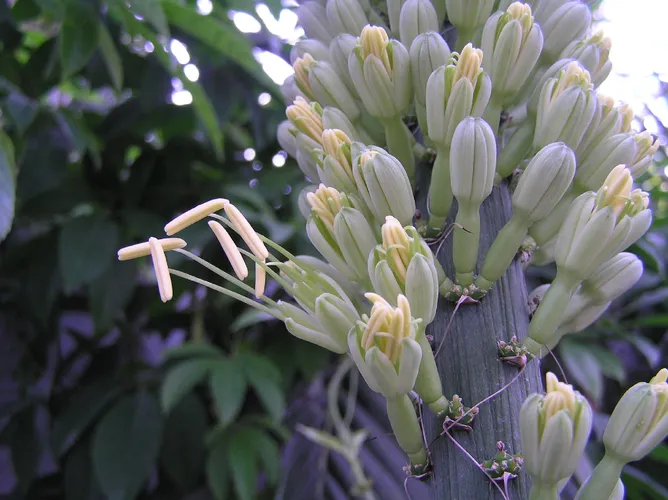 Is Queen Victoria Agave Poisonous