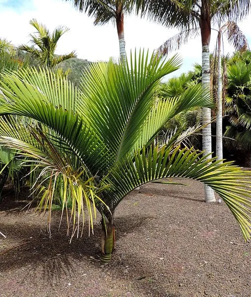 シアッツ Rhopalostylis sapida ニカウヤシ Rhopalostylis sapida