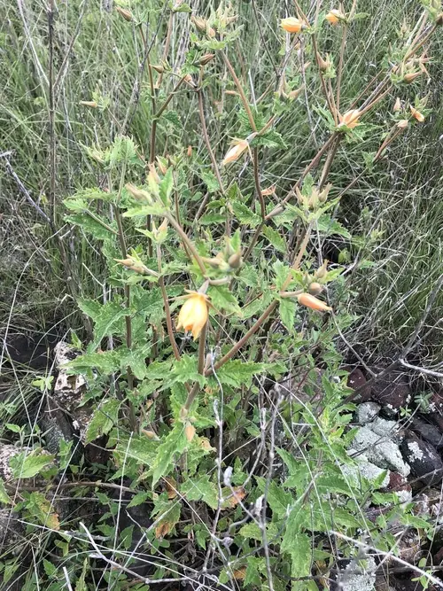 Mentzelia hispida PictureThis