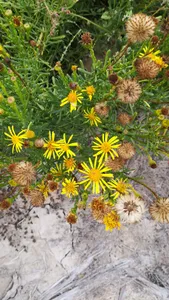 How to Prune Golden samphire