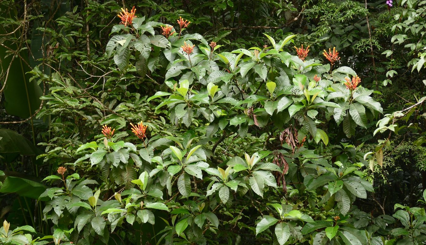 Why Won't My Isertia coccinea Bloom? Tips to Encourage Flowering