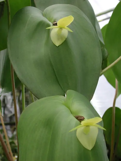Clamshell orchid