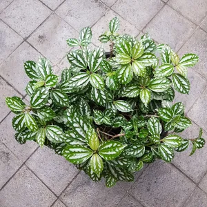 Aluminum plant - Pilea cadierei (Care, Characteristics, Distribution,  Images)
